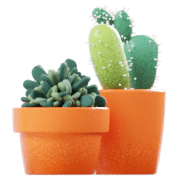 Suculentas, cactus