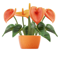 Anthuriums