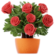 Rose en pot