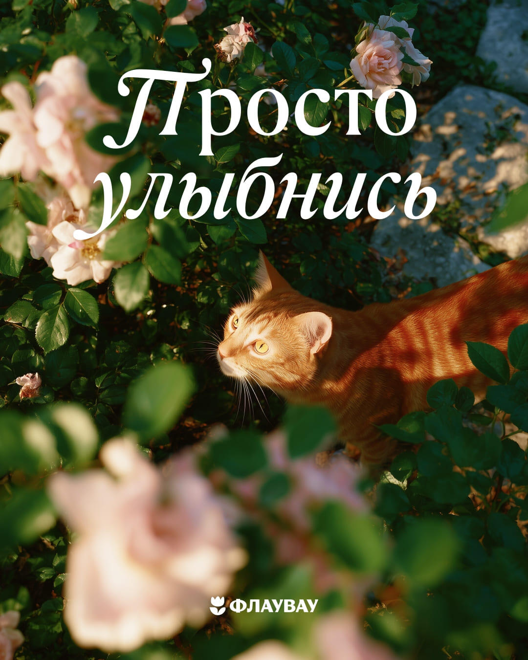 открытки с цветами красивые розы