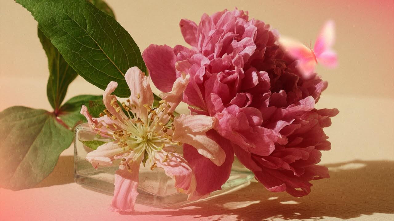 цветок овна