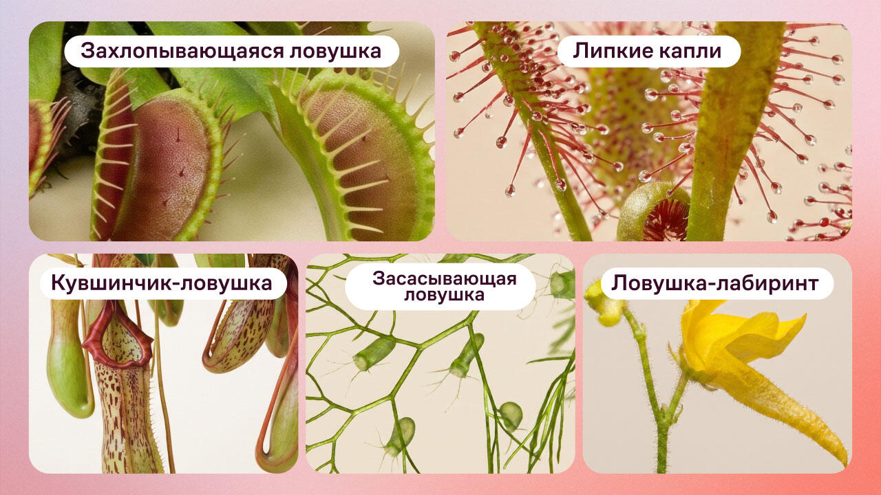 Типы охоты и принцип работы листьев хищных растений