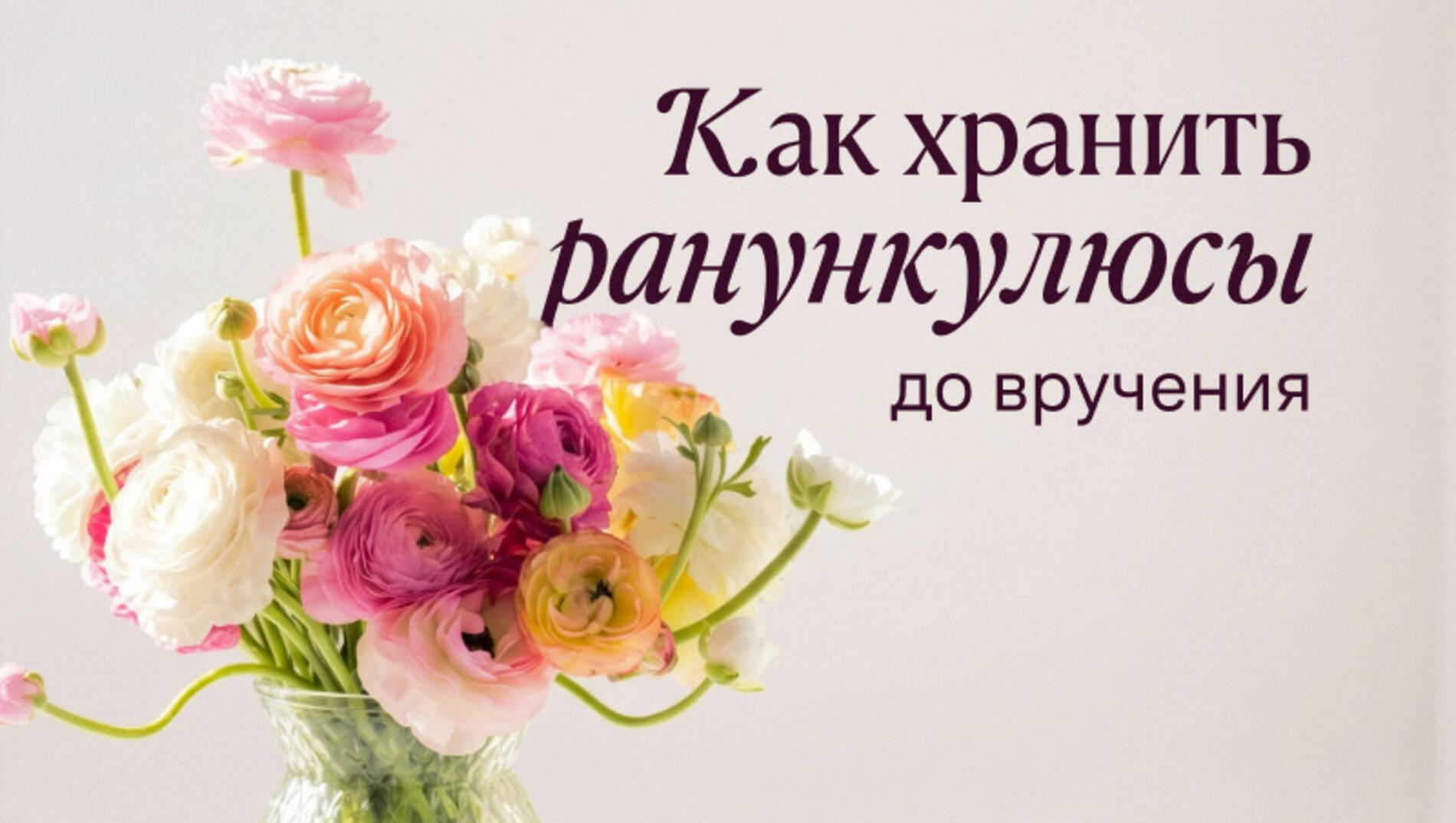Хранение ранункулюсов до вручения