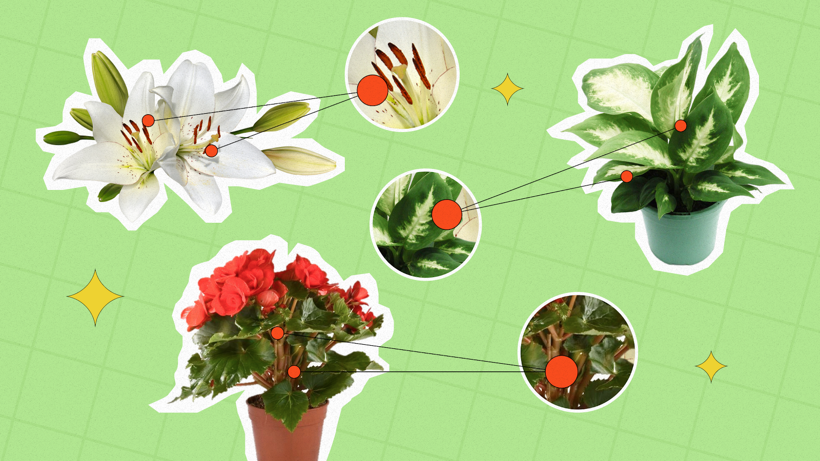 What Parts of Flowers and Plants Are Most Poisonous