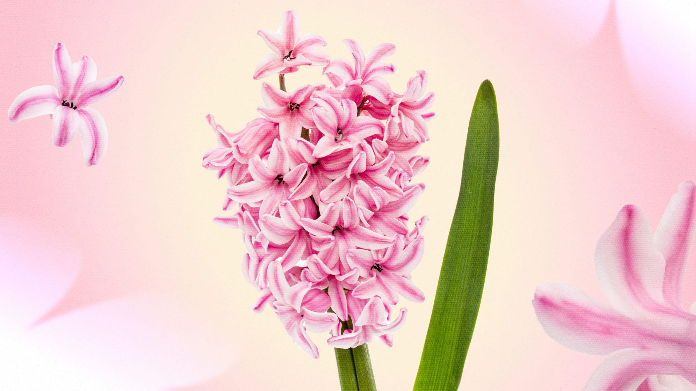 Pink hyacinths