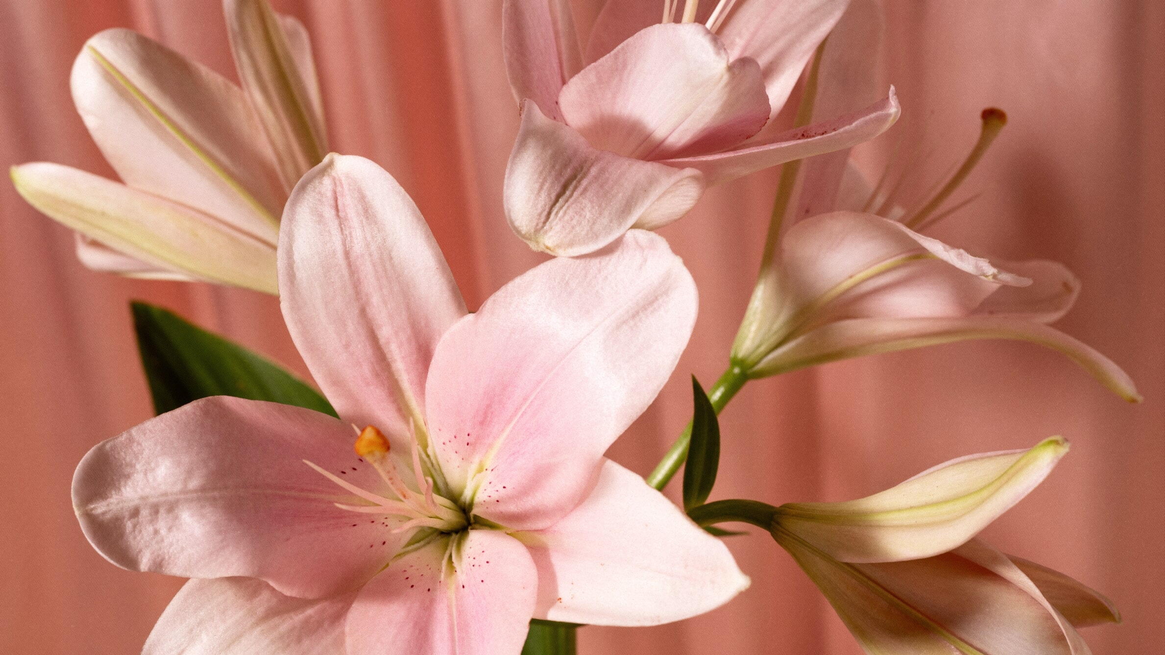 Lilies for Mothers Day