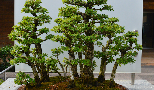 Как вырастить дерево сакуры в домашних условиях