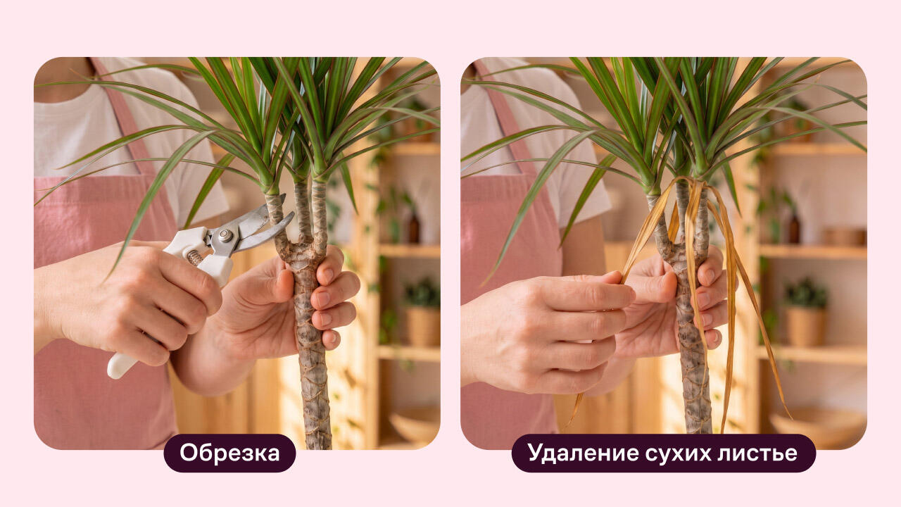 Как обрезать драцену