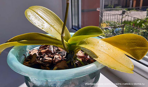 Как посадить луковицу орхидеи своими силами, выращивание орхидеи дома