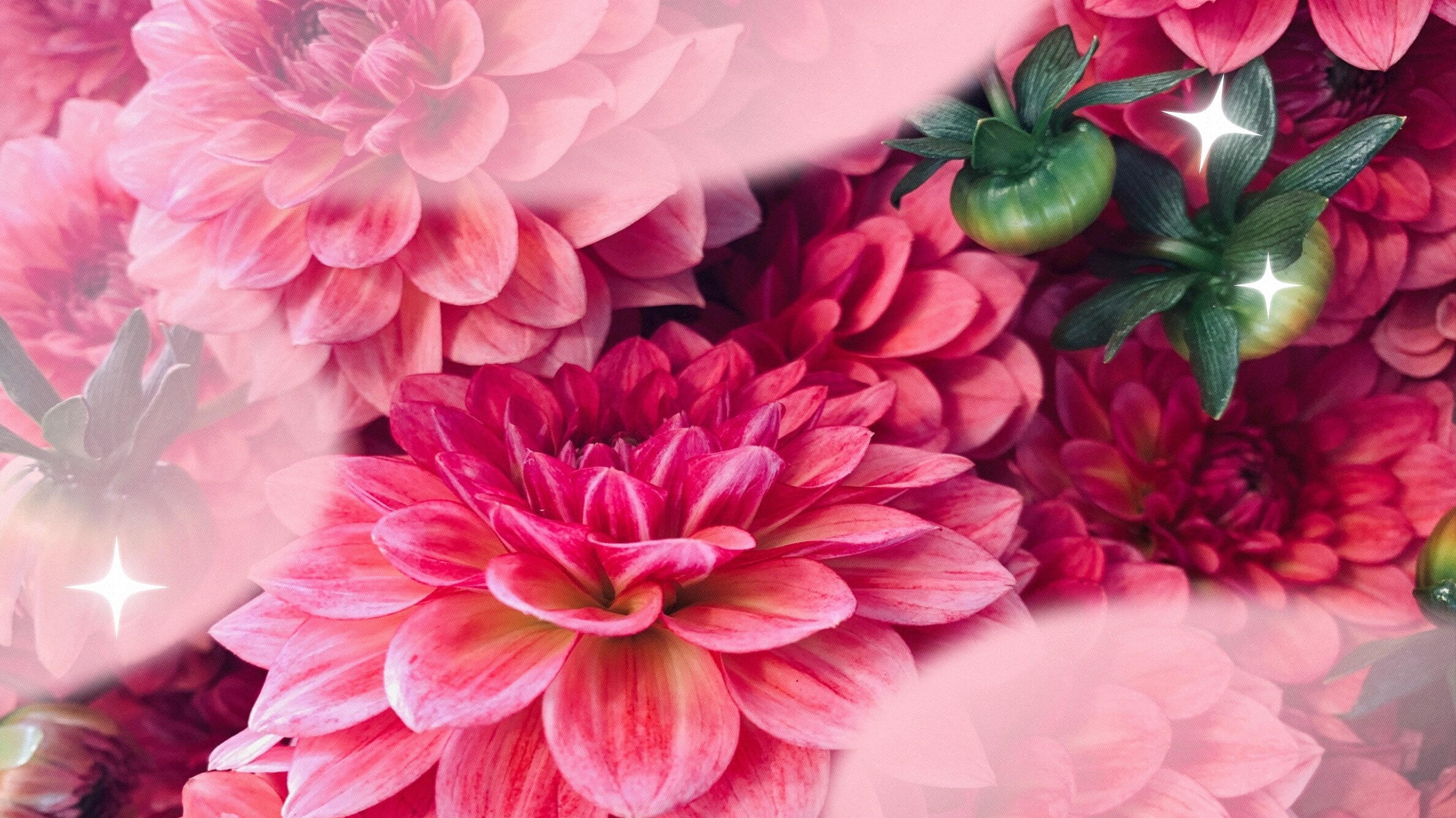 Dahlia flower meaning and colour symbolism