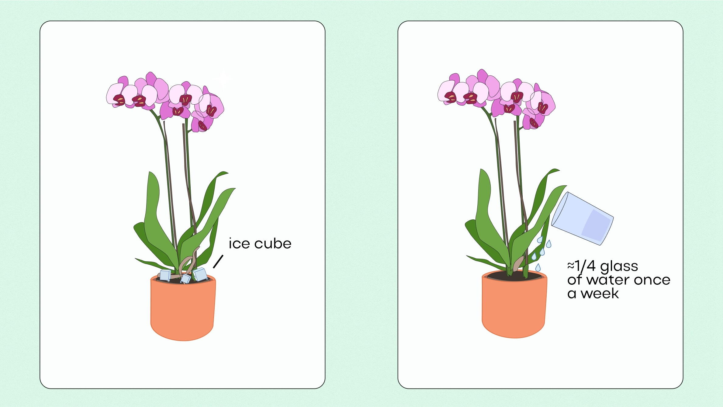 Using an ice cube for orchid care
