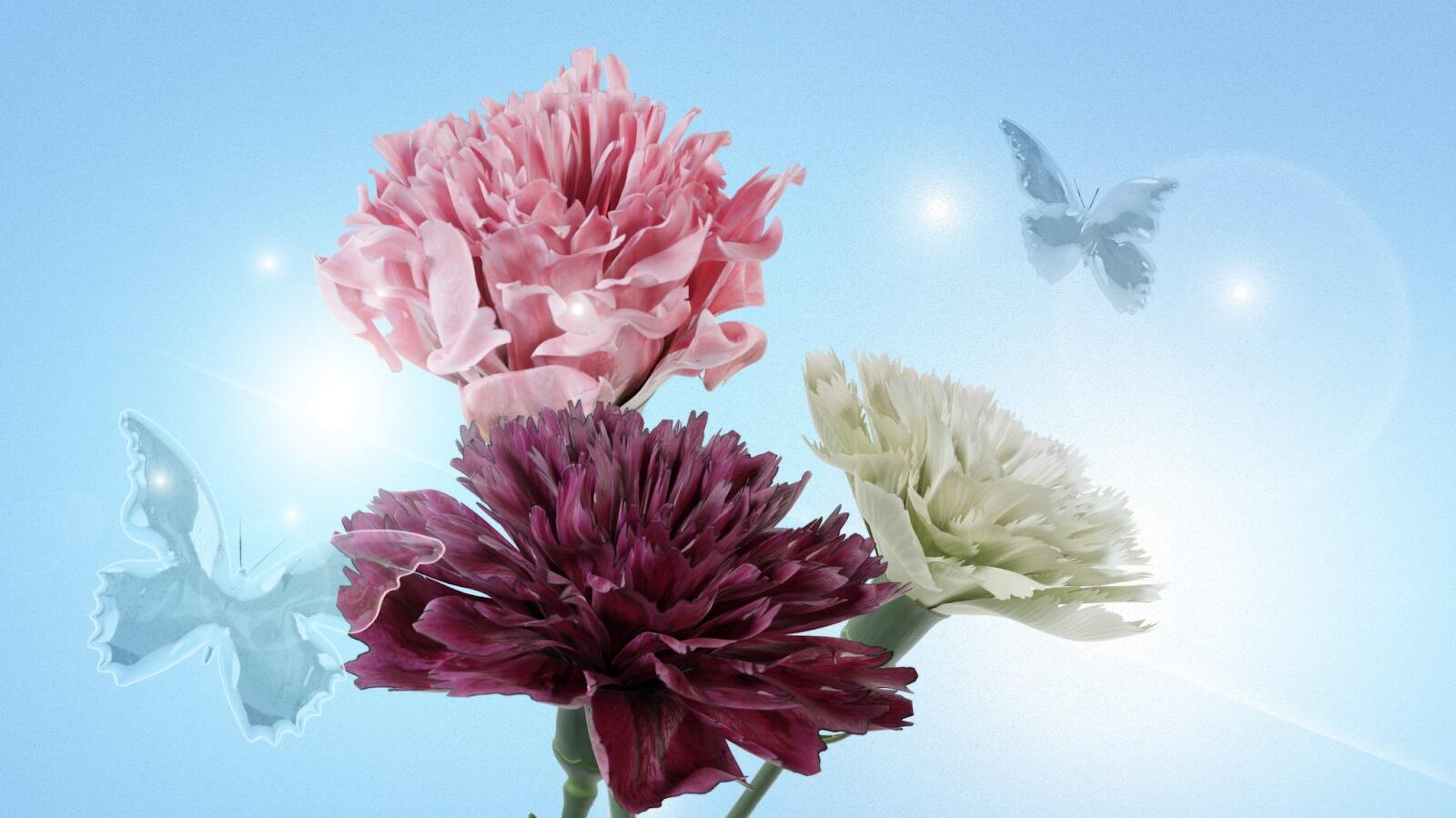 Carnation Flower Meanings and Colour Symbolism