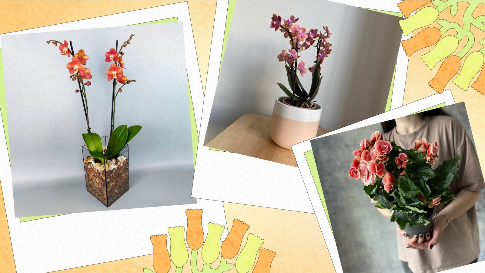 Самые лучшие и полезные комнатные цветы для квартиры и дома: какие выбрать, что нужно знать