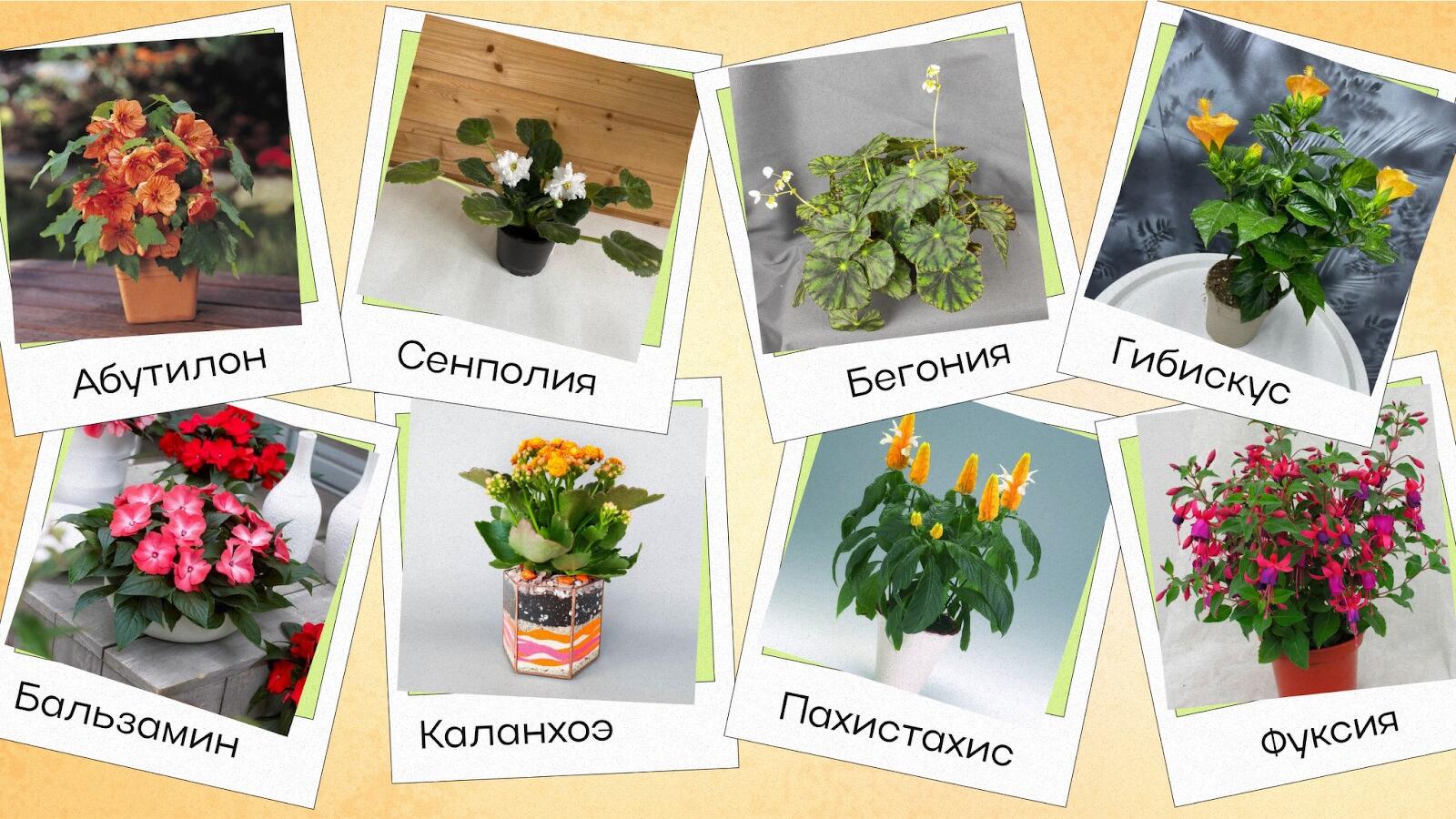 Каталог комнатных растений. Фото и названия.
