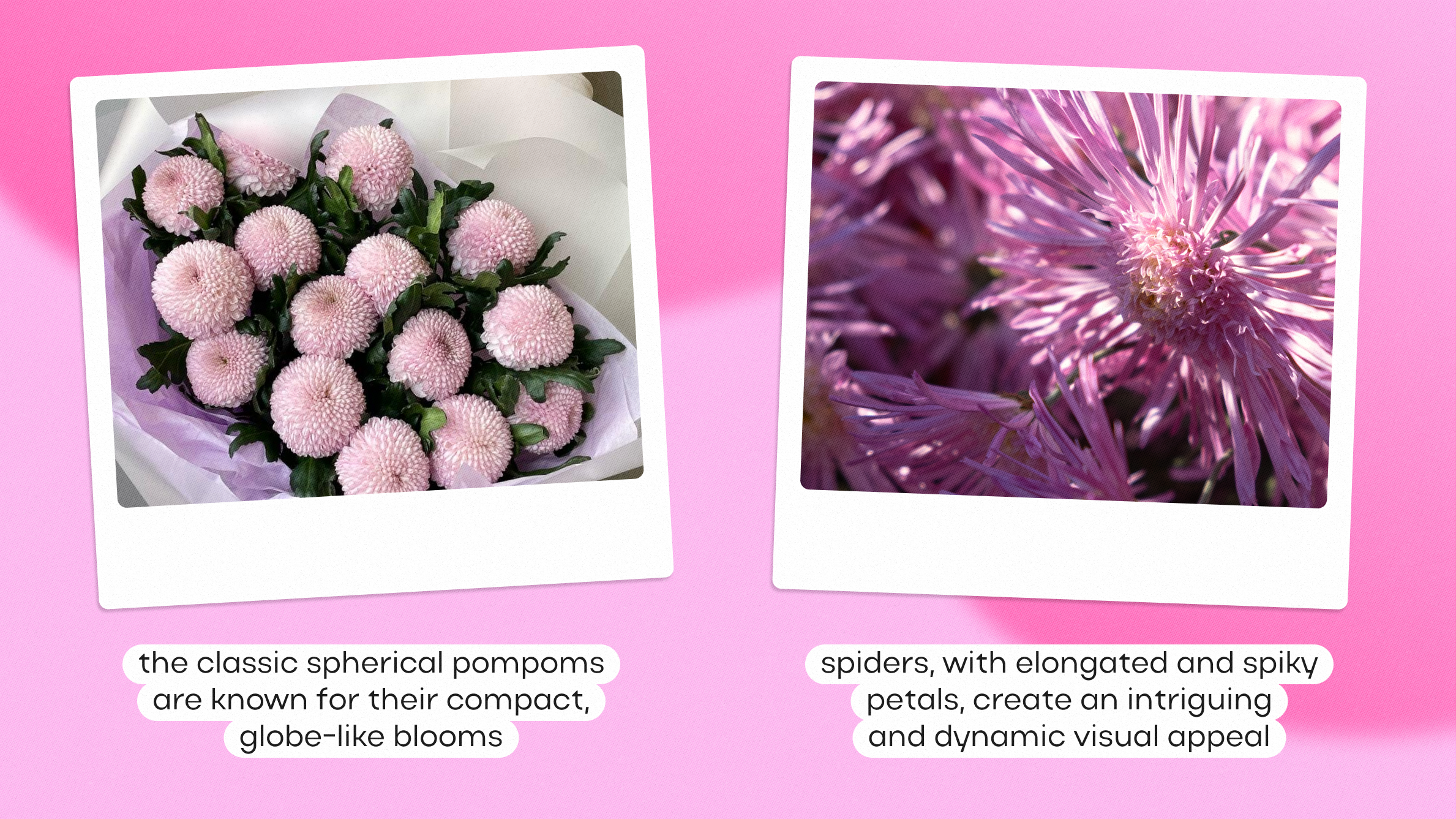 Types of chrysanthemum