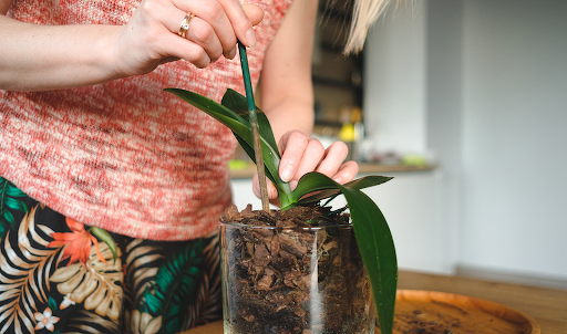 Как правильно ухаживать за орхидеей в горшке в домашних условиях после покупки?