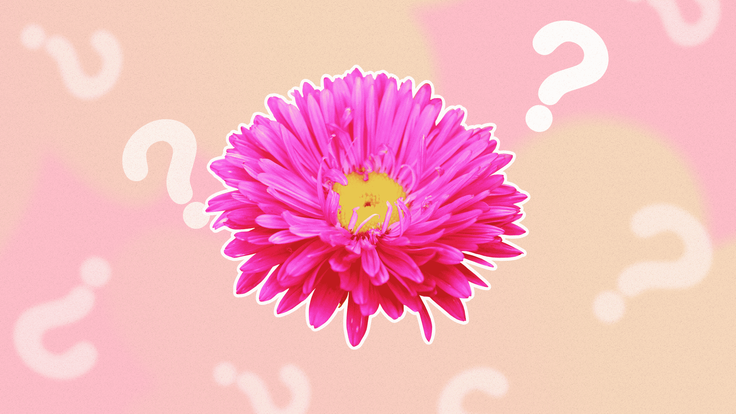 Aster flower meaning