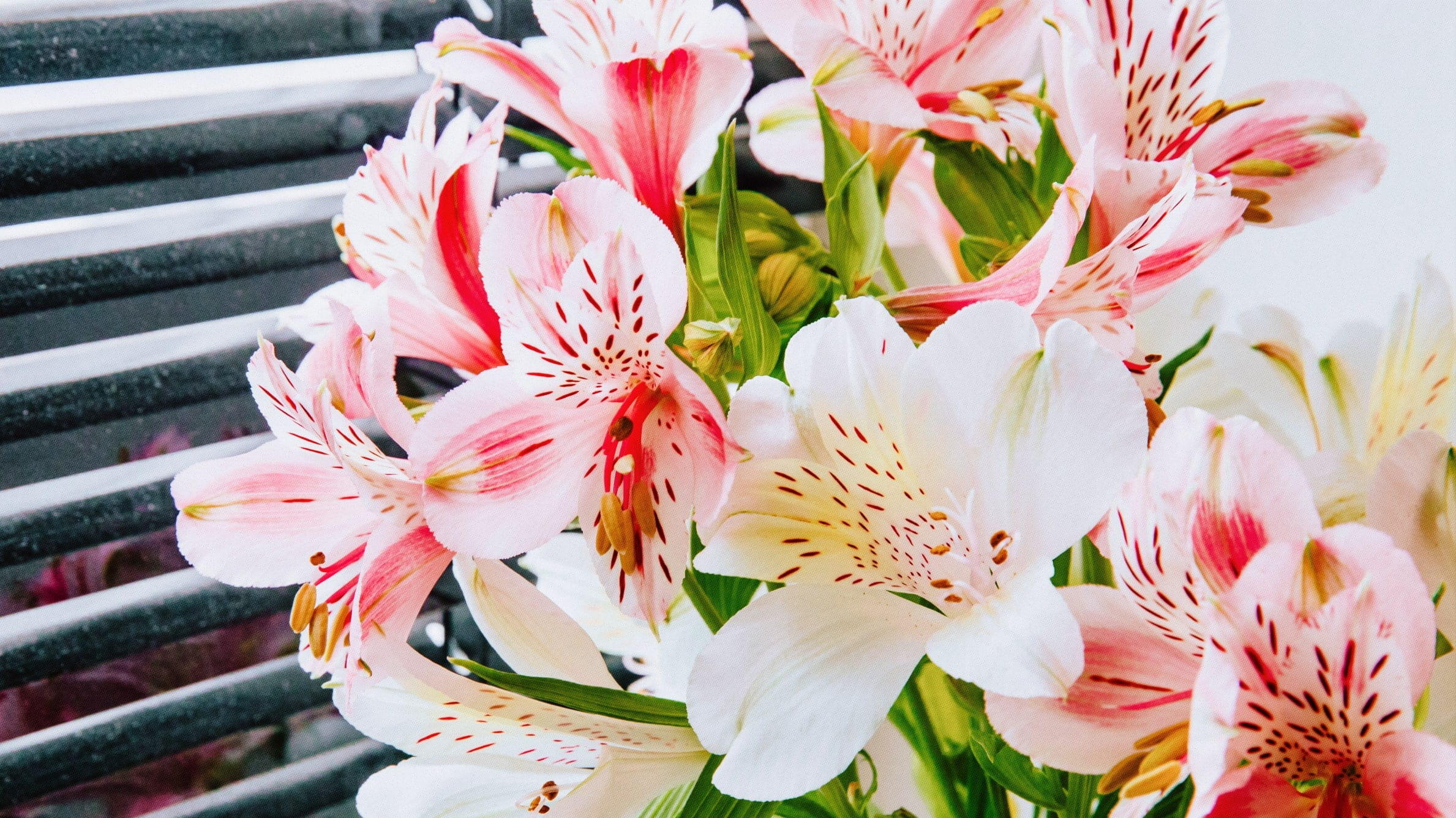 Alstroemeria for Mothers Day