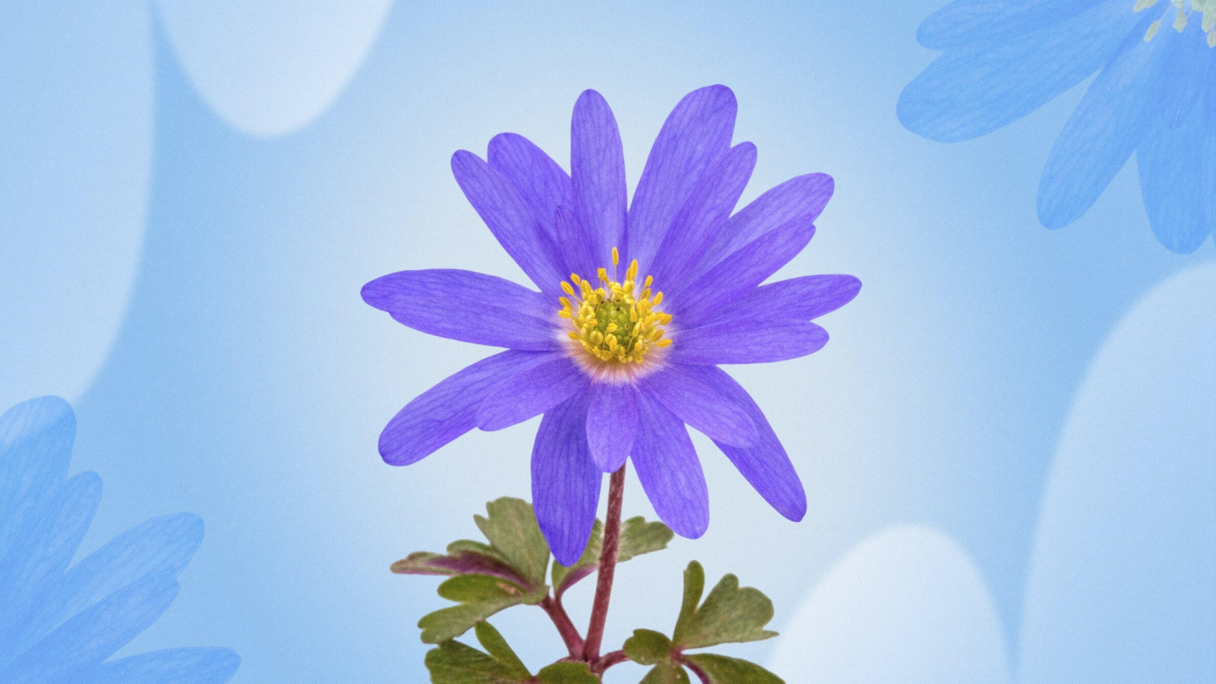 Синяя астра