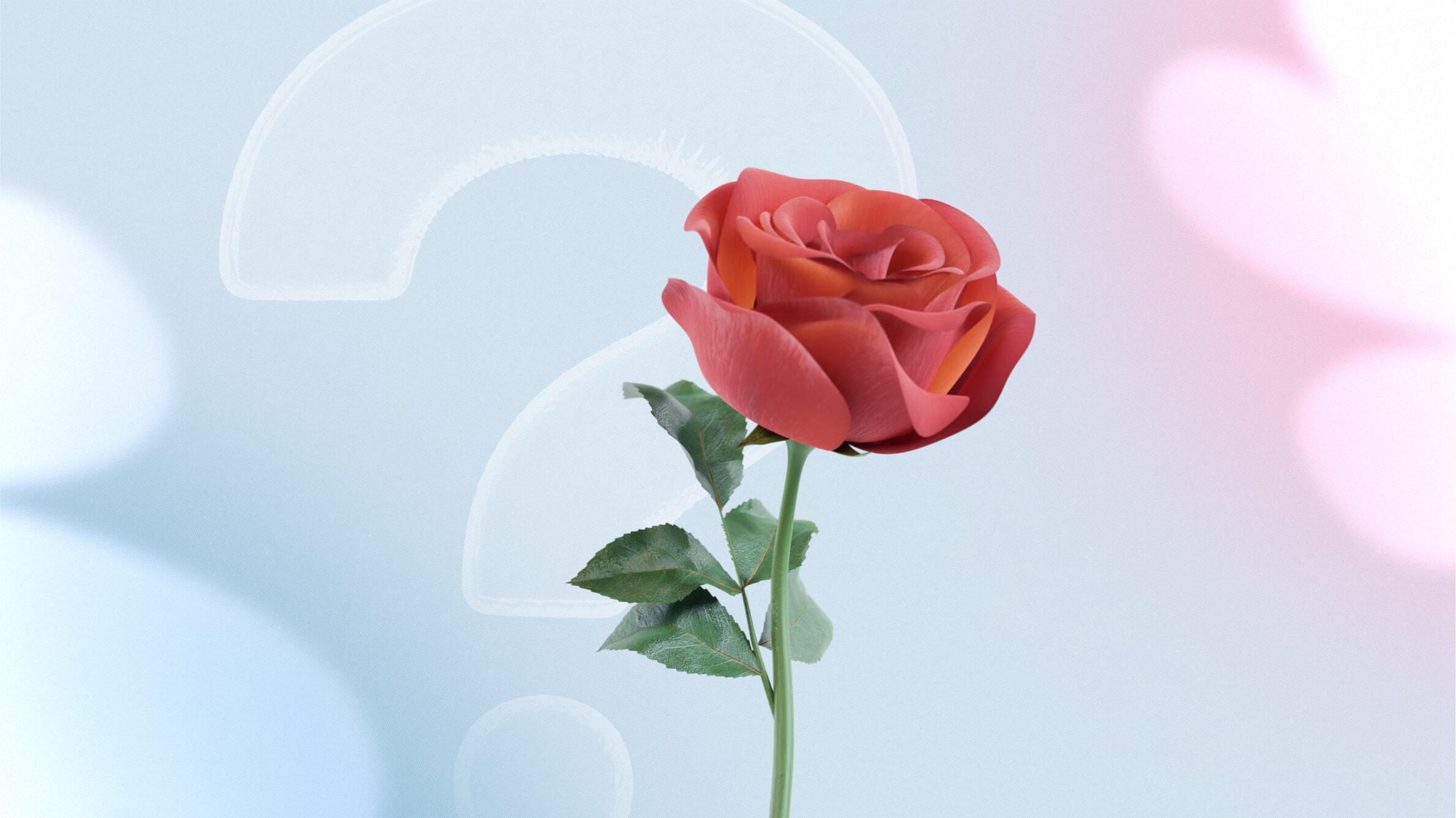 Algunas curiosidades sobre las rosas