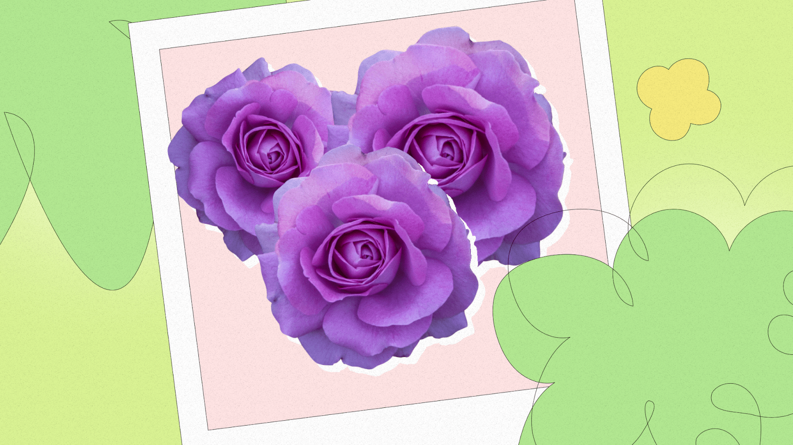 What do purple roses mean?