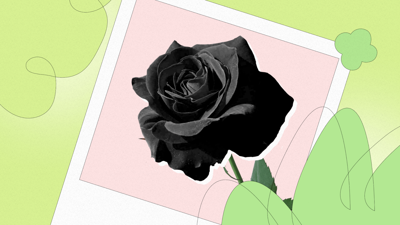 What do black roses mean?