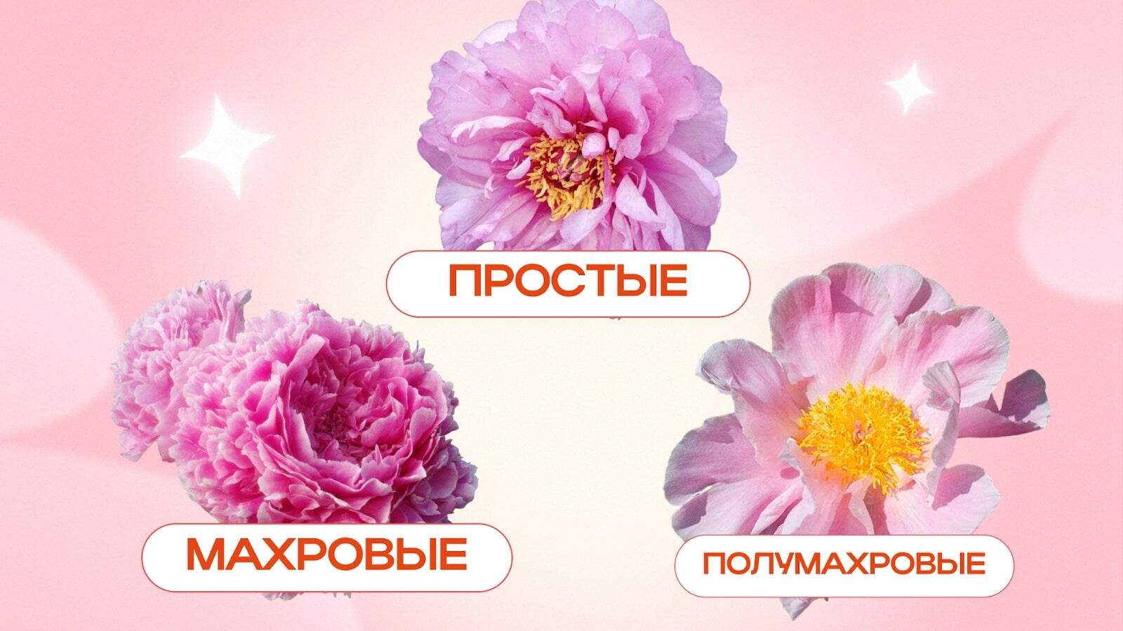 Разновидности пионов