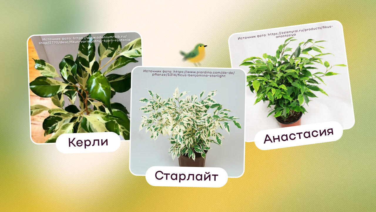 Фикусы Керли, Старлайт и Анастасия