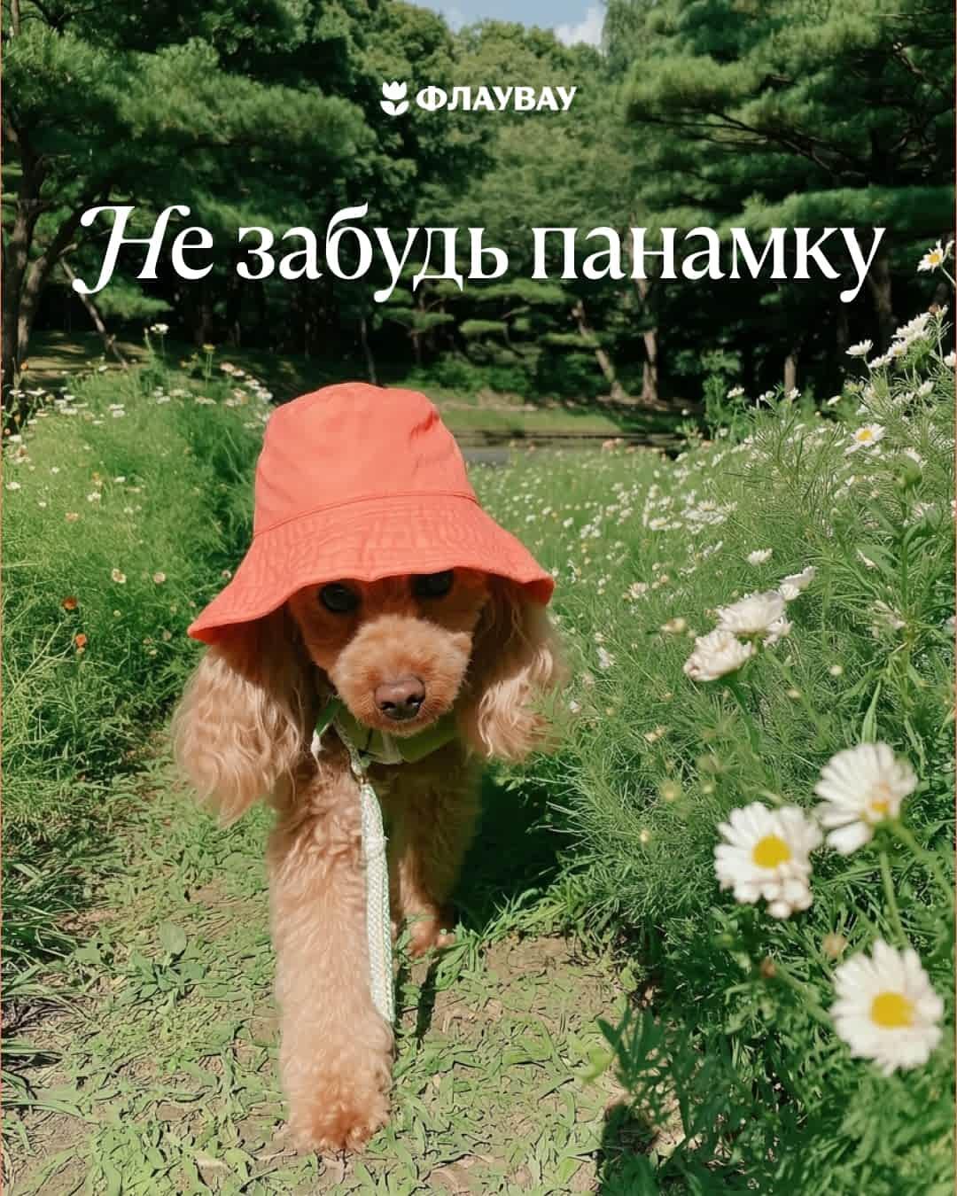летняя открытка