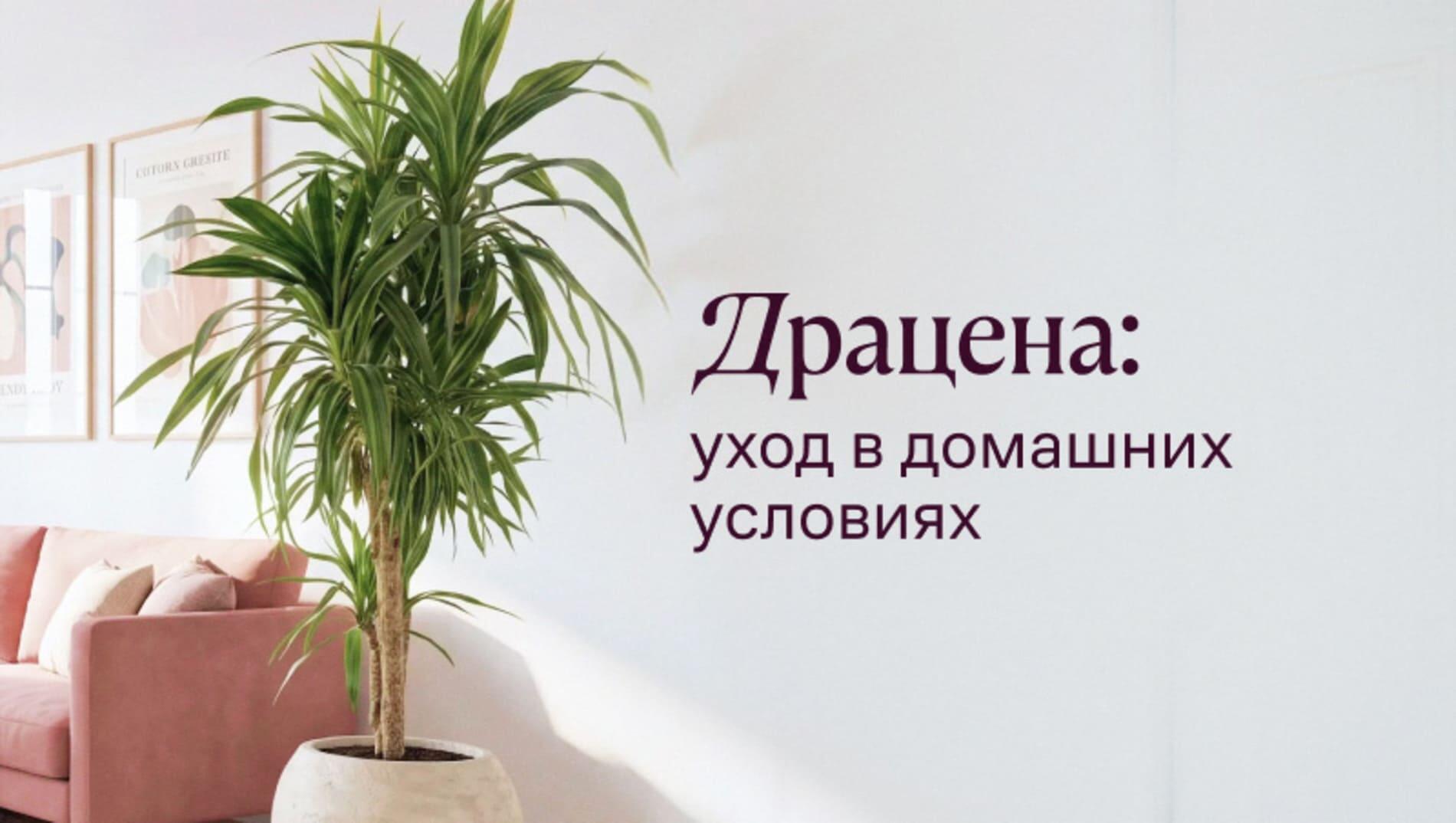 Драцена: уход в домашних условиях, секреты фитопатолога