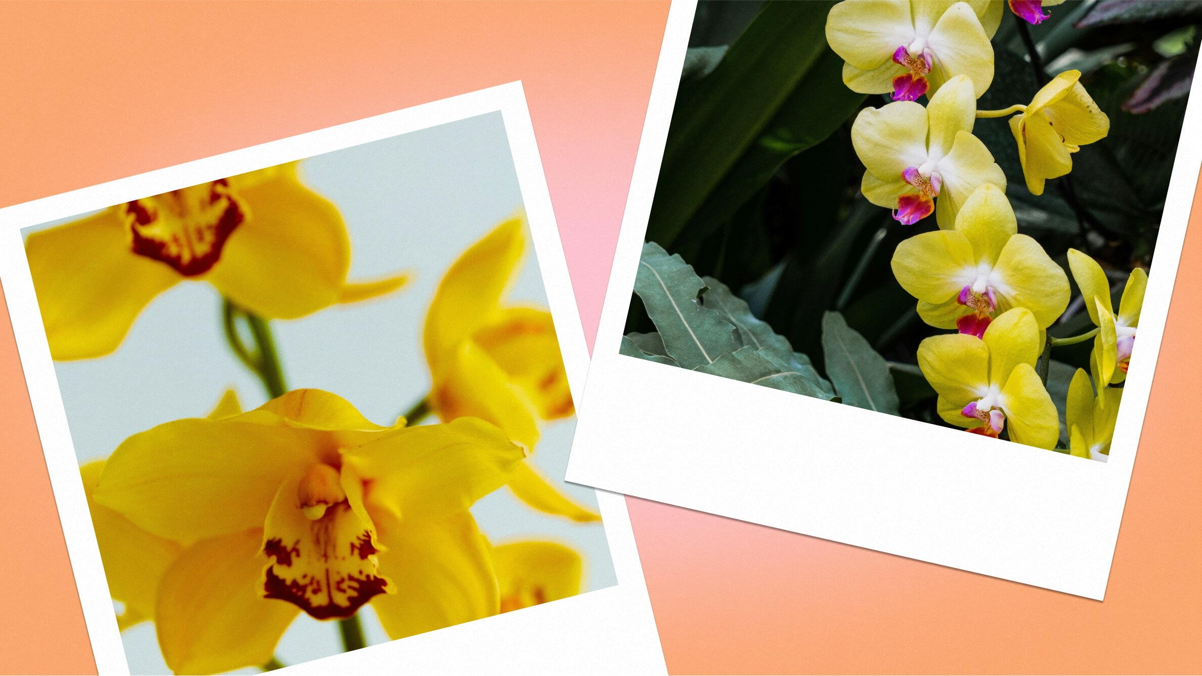 Yellow orchid meaning
