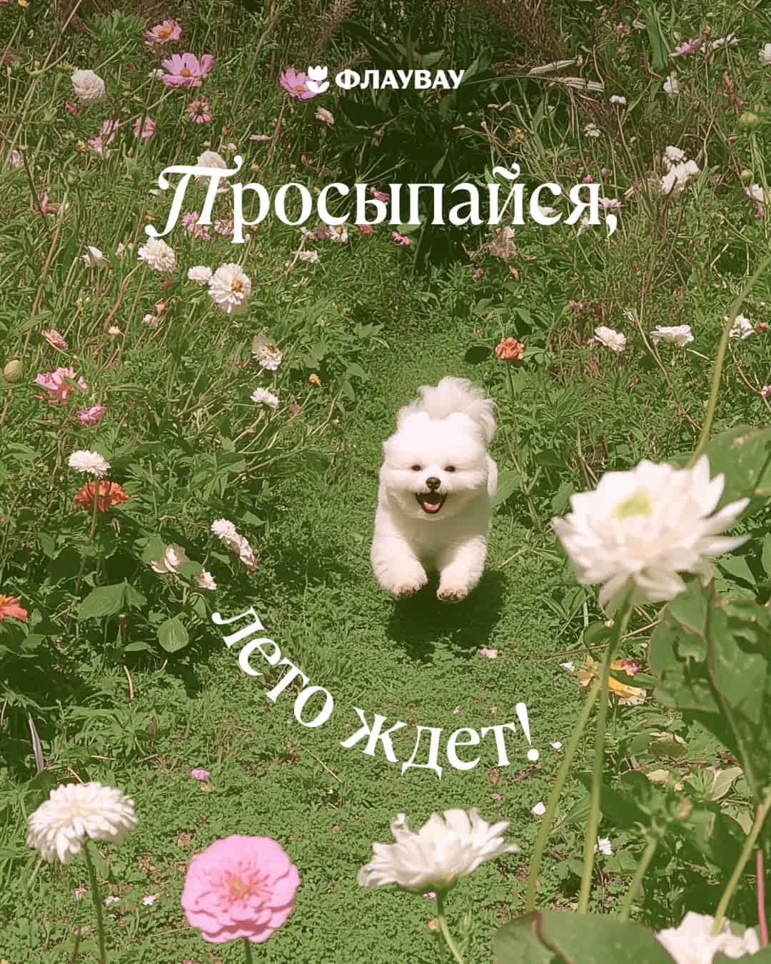 летние открытки с добрым утром бесплатно красивые