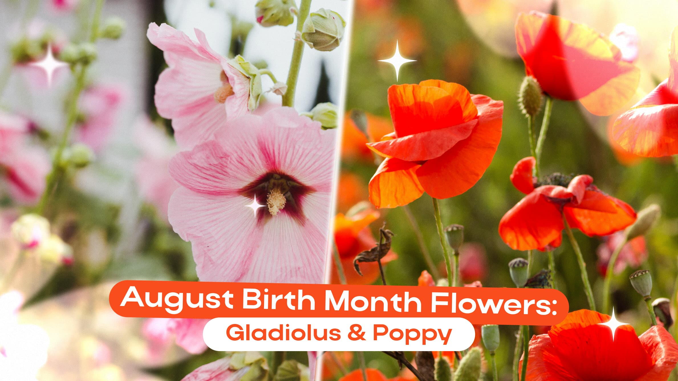 Birth Flowers for the Month of August: Gladiolus & Poppy