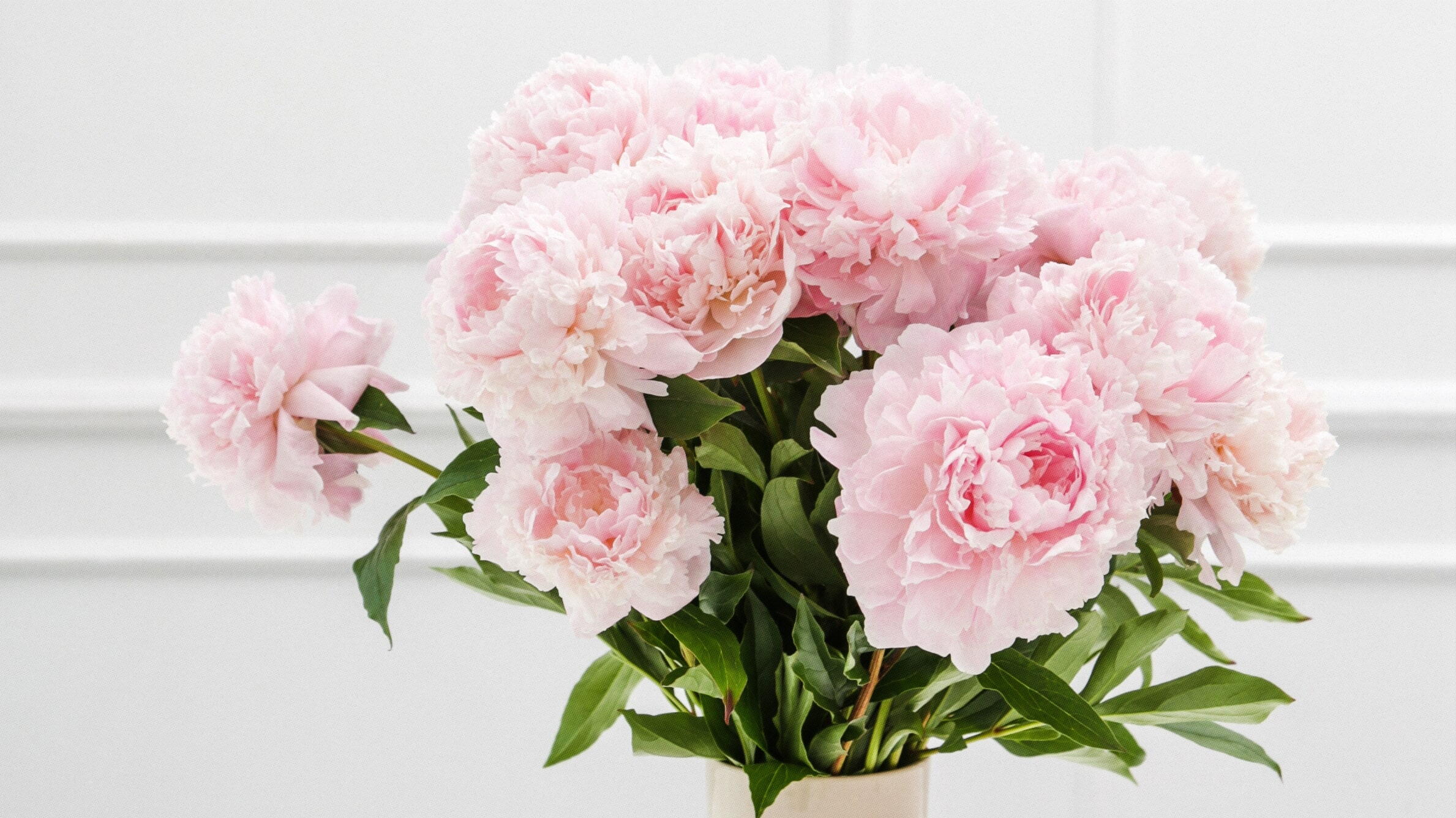 Peonies for Mothers Day