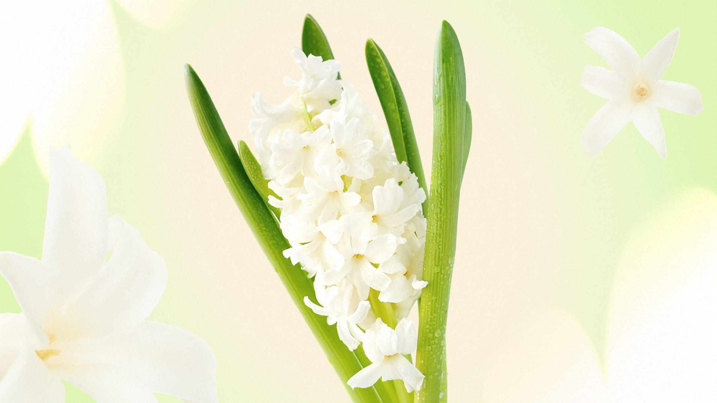 White hyacinths