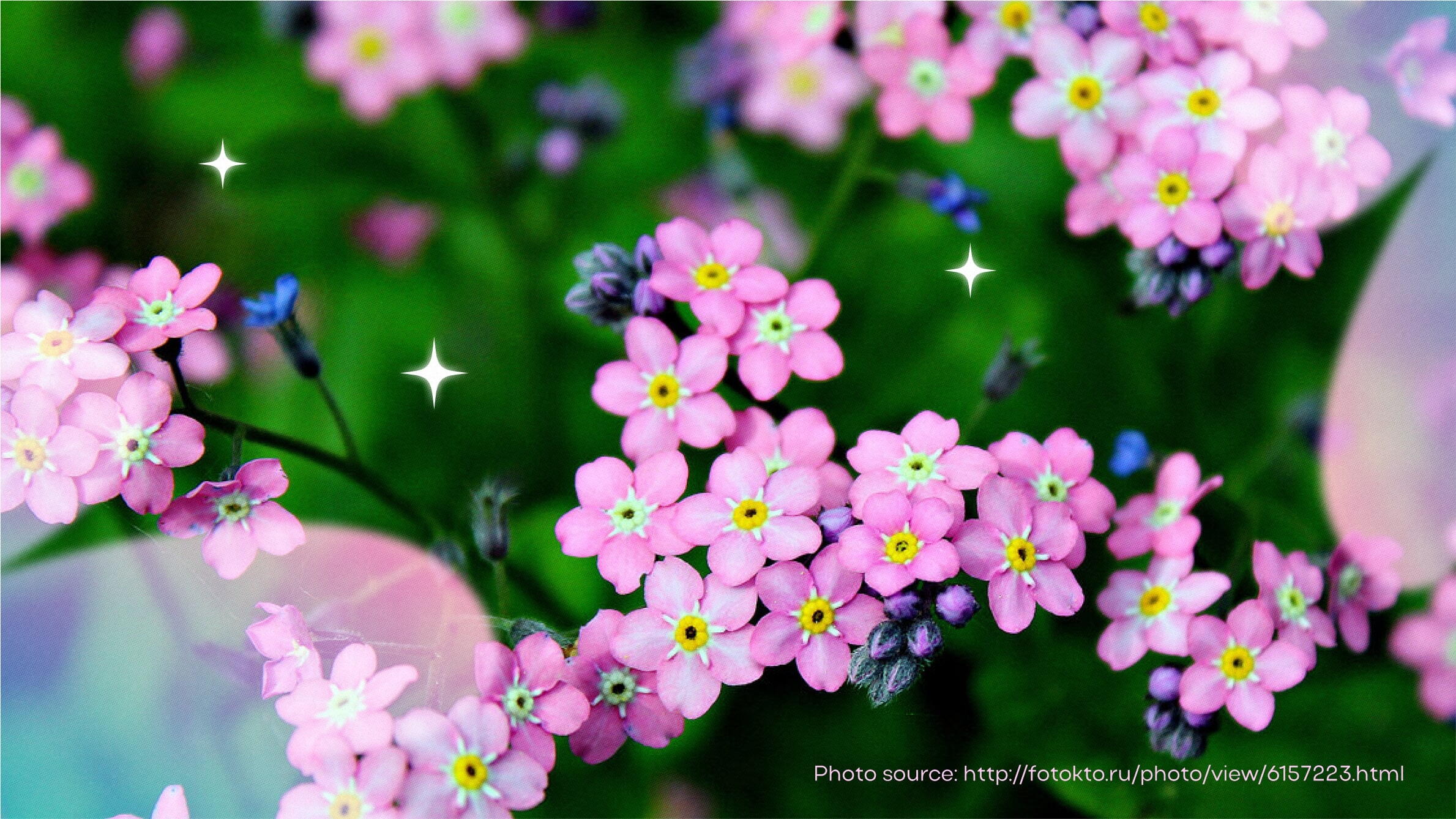 Pink forget-me-not flower