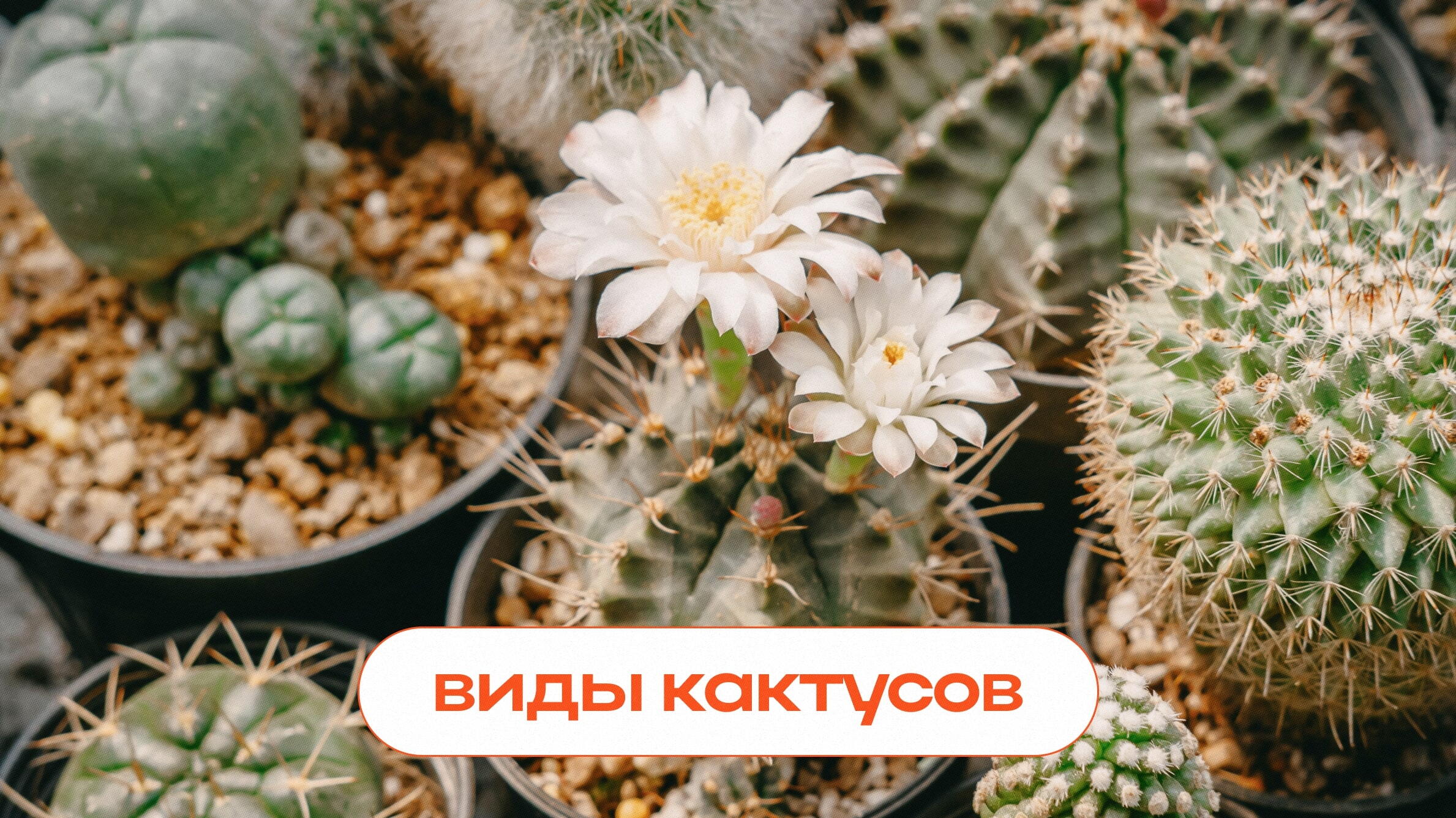 Суккуленты - цветы пустыни