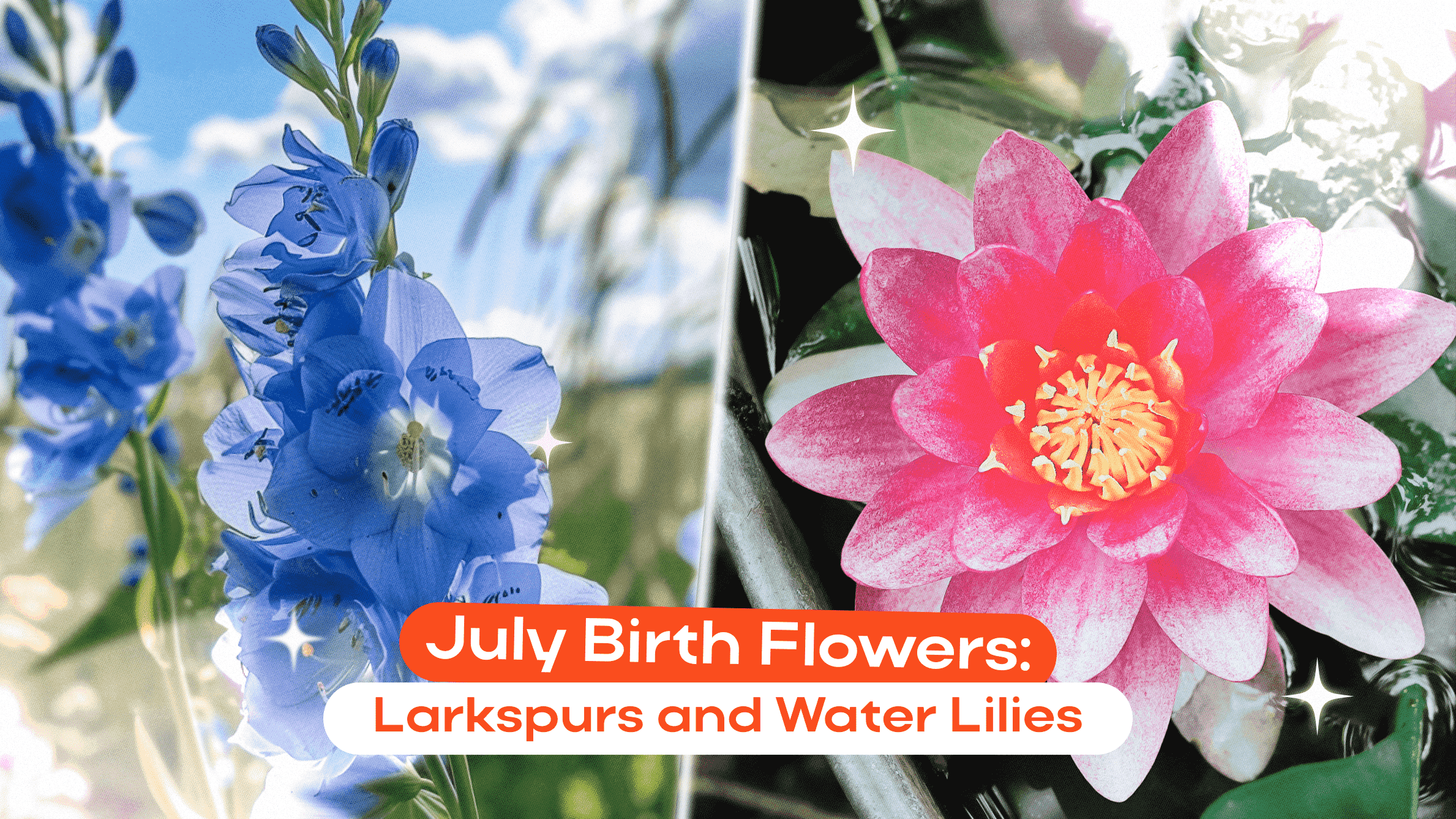 July Birth Flowers: Larkspurs and Water Lilies