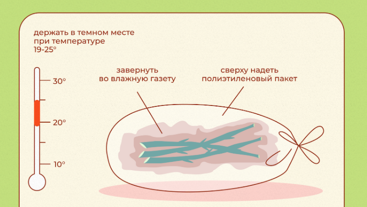 Как укоренить (вырастить) розу из букета в домашних условиях?