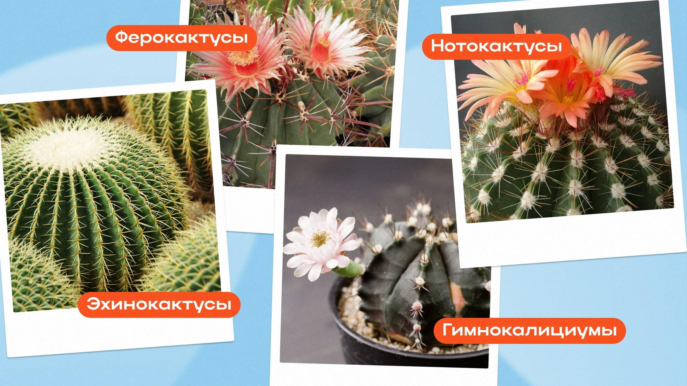 Цветы похожие на кактус: описание и фото экзотических комнатных растений