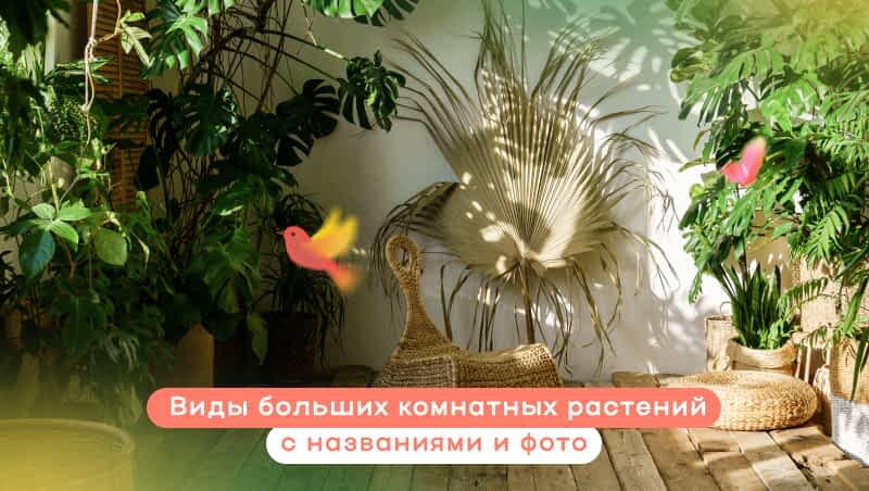 Виды больших комнатных растений с названиями и фото