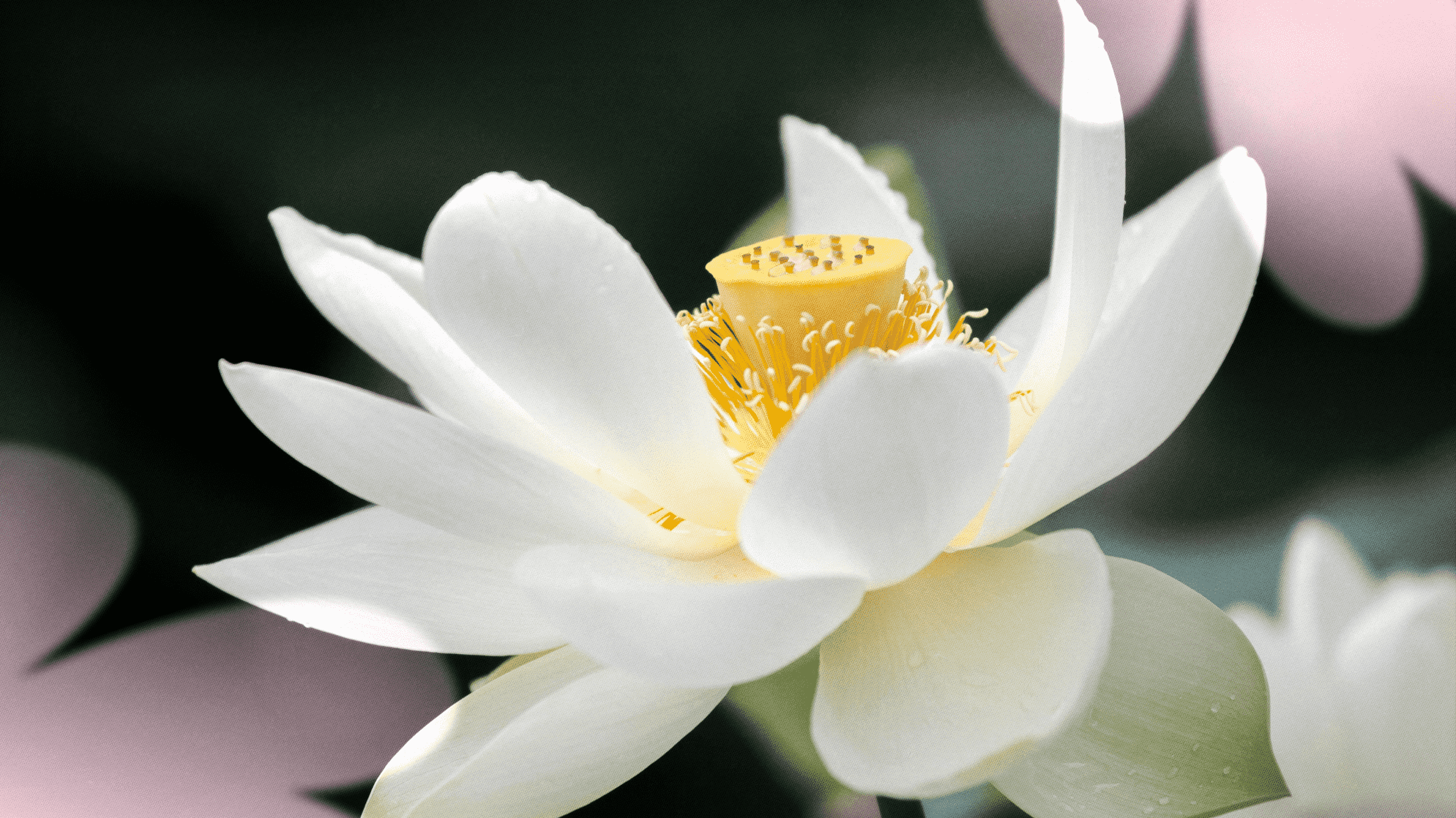 First Birth Flower of July: Water Lily (Nymphaea)