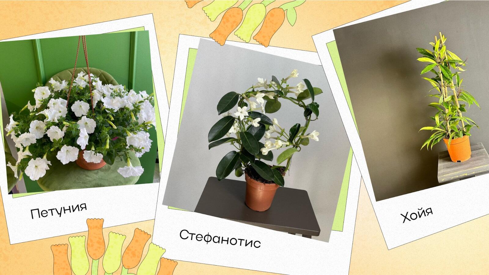 Комнатные цветущие растения: названия, фото, уход