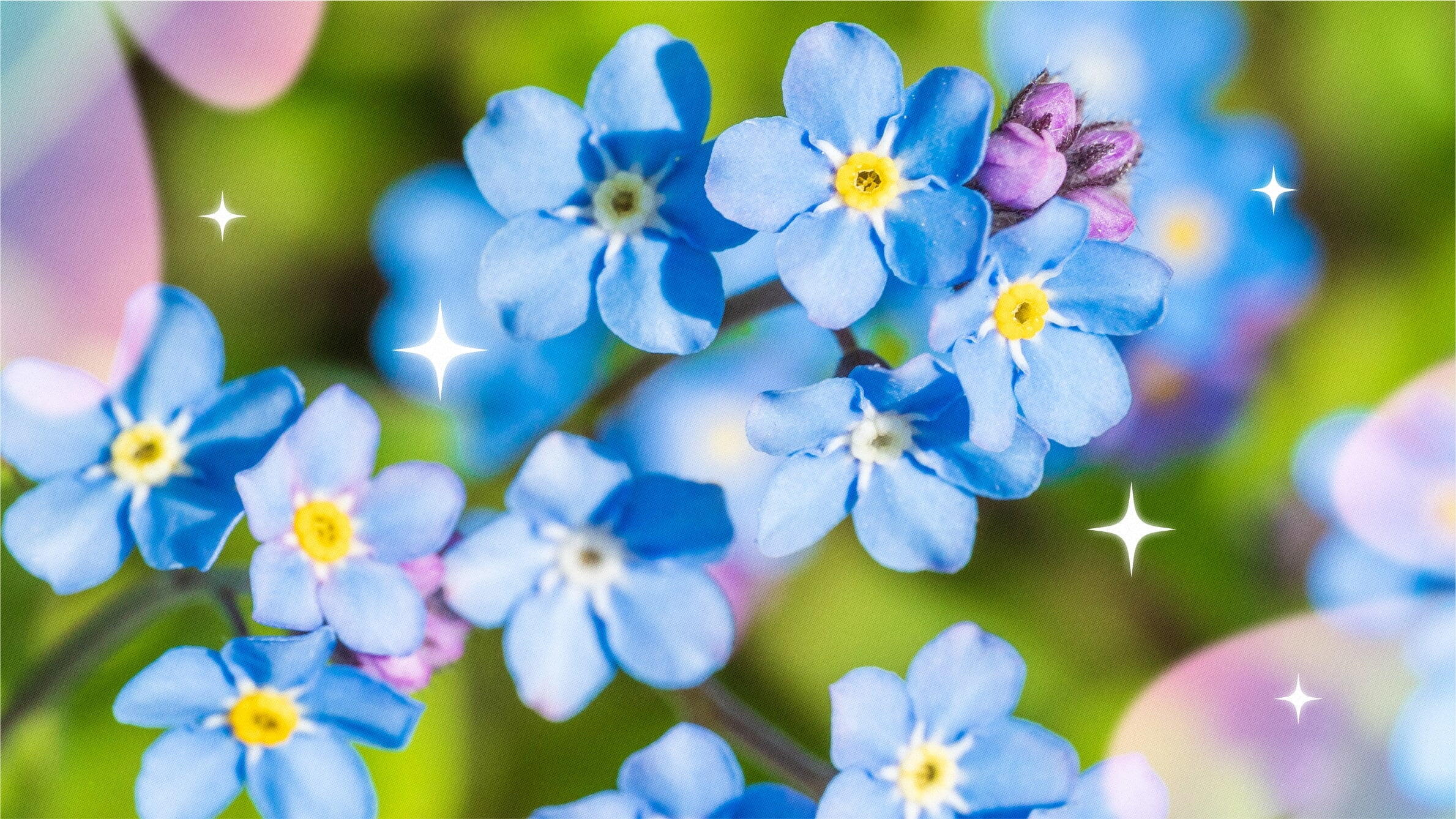 Blue forget-me-not flower