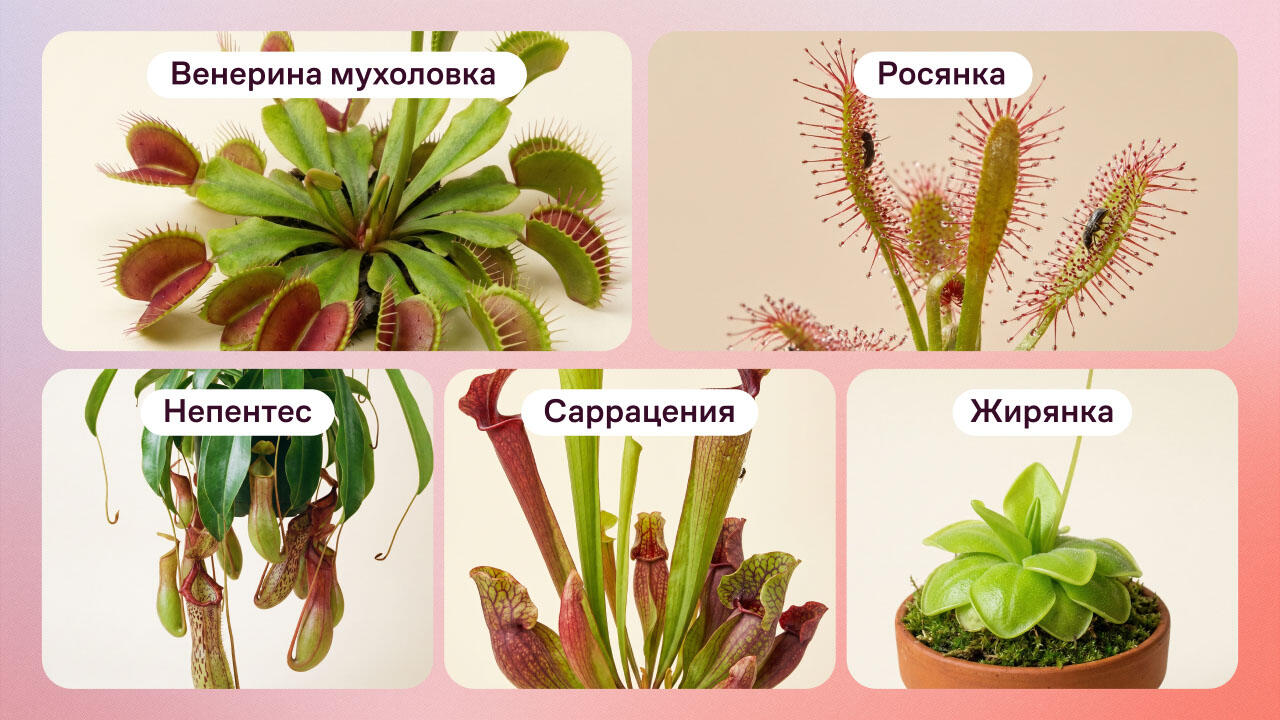 Хищные растения для дома