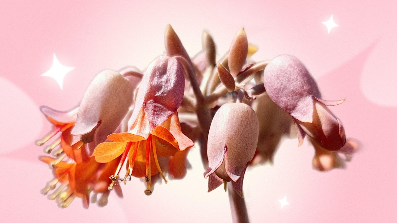 Каланхоэ перистое