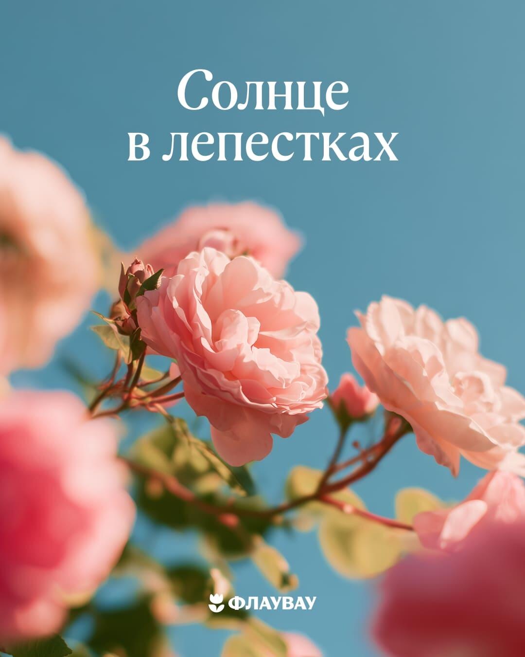розы с пожеланиями открытки