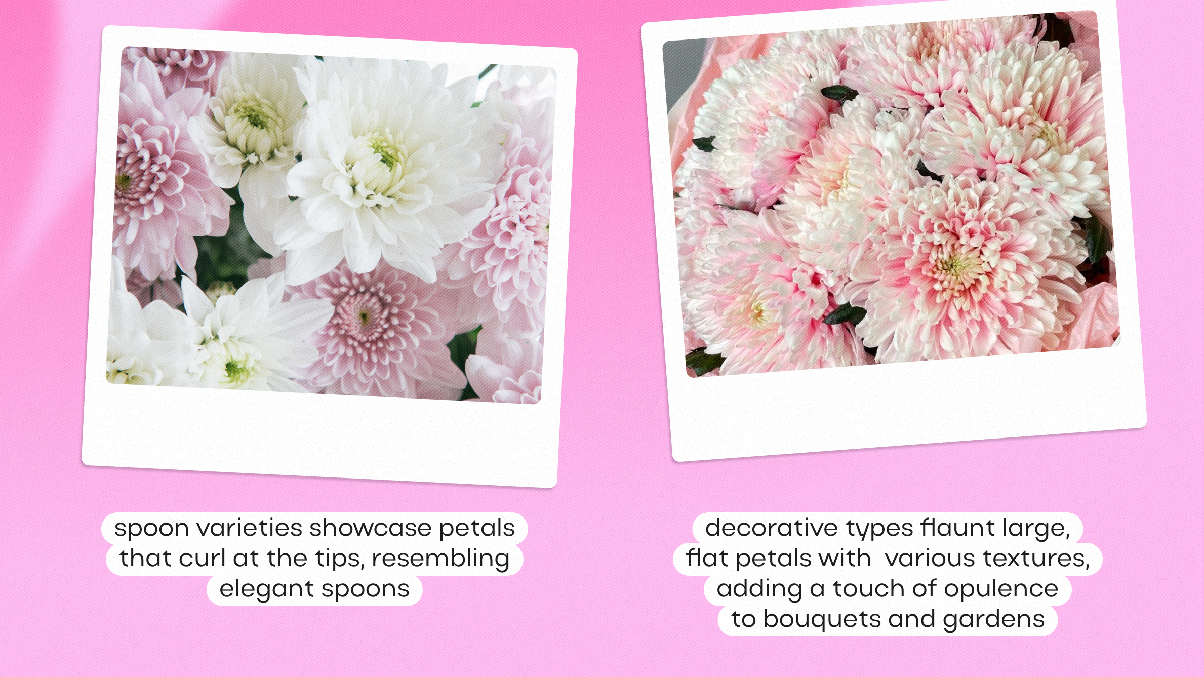  Chrysanthemum types<br>