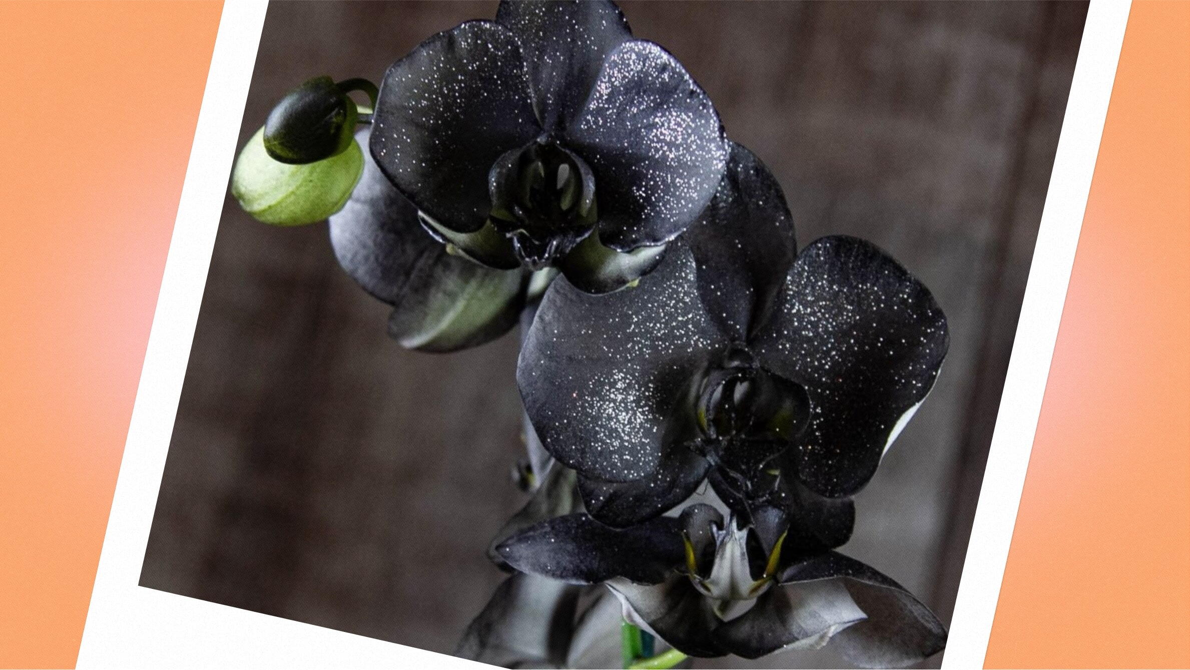 Black orchid meaning