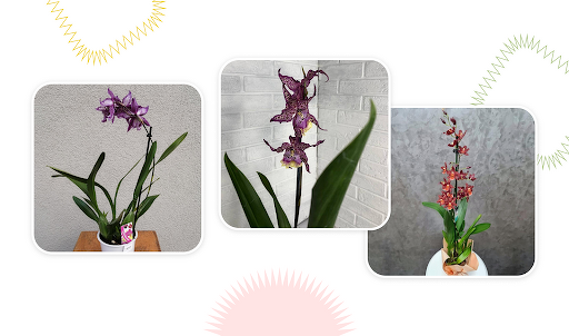 Правильный уход за орхидеей в домашних условиях